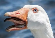 大鹅河沟突然消失,村里大鹅