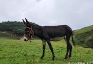 驴肉火烧用马肉冒充,为什么用马肉冒充驴肉？