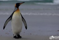 东北小区有人遛企鹅,狐狸溜到大雁们聚集的山丘后会发生什么事呢？