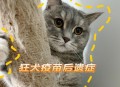 猫打疫苗6天后死亡,小猫打疫苗发烧正常吗？