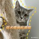 猫打疫苗6天后死亡,小猫打疫苗发烧正常吗？