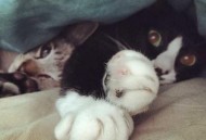 被窝钻进30厘米老鼠,房间里有老鼠，晚上他是否会爬上床和我一被窝同眠？老鼠咬人吗？