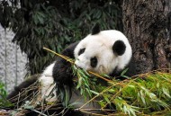 日本想继续养大熊猫,为什么要和日本合作研究大熊猫？