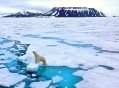北极圈连续三周30℃,近来北极圈罕见32℃高温，高温成因是什么？北极熊受此影响会走向灭绝吗？