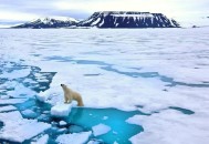 北极圈连续三周30℃,近来北极圈罕见32℃高温，高温成因是什么？北极熊受此影响会走向灭绝吗？