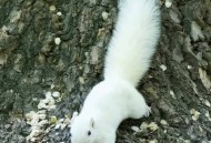 四川惊现白色小松鼠,)成都哪里有卖宠物松鼠的？