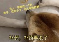 点拼好饭被骂狗饭,为什么视频里的狗狗都吃人的饭？