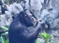 女拳击手教猩猩抽烟,你觉得大猩猩是否会像人类一样吸烟？