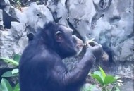女拳击手教猩猩抽烟,你觉得大猩猩是否会像人类一样吸烟？