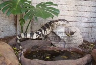 泰国弃婴遭巨蜥啃食,泰国巨蜥介绍？