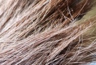 头发开叉其实是病,头发开叉怎么办？