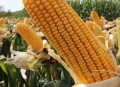 育补发放超2400万人,哪个玉米品种能高产？