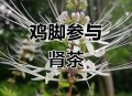 在港买参被宰近万元,香港人做的参汤用的什么参？