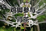 在港买参被宰近万元,香港人做的参汤用的什么参？