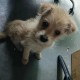 狗狗靠捡瓶存款过万,狗狗捡钱叼回了家好不好