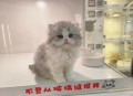 英国猫听不懂中文,英国佬猫是什么意思？