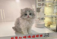 英国猫听不懂中文,英国佬猫是什么意思？