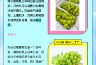 晴王葡萄均为假冒,晴王葡萄均为假冒品种吗