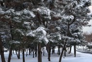 下下下个月大年初一,今年大年初一有雪下吗？