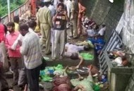 印度医生袭击病人,野象攻击人有多可怕？