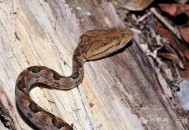 误蹦蛇窝还遇2条蛇,一部很老的电影，讲的是一个女的被扔进蛇洞，然后生了一个女孩，女孩头发都是蛇，是中国的？