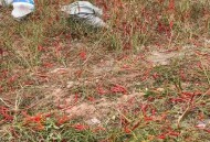 自驾到内蒙捡蔬菜,内蒙适合养殖蔬菜吗？