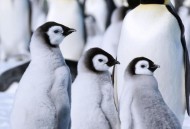 日本熊可能不会冬眠,熊是不是冬眠动物？