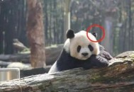 大熊猫高高去世,大熊猫高高放归后为何又回来了？