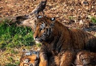 驯兽师遭虎袭击身亡,动物为什么怕驯兽师？