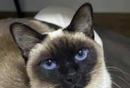 猫在超市米中排泄,家里的猫咪突然喜欢在沙发上排泄了？