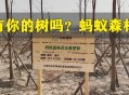 马云现身蚂蚁森林,马云的蚂蚁森林有什么用？