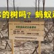 马云现身蚂蚁森林,马云的蚂蚁森林有什么用？