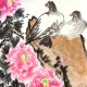 和平鸽是咋找回家的,和平鸽是咋找回家的呢