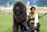 藏马熊进村咬死狗,在《藏獒》这一本书中，里面的藏獒能够咬死野狼和藏马熊，是真的吗？为什么？