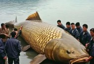 广东街头惊现走地鱼,广东大地鱼是什么鱼？