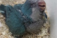 鹦鹉被顾客狗咬死 ,谁可以告诉我，我养的鹦鹉鱼就是打架，隔离快半年了在放一起还是打设置已经咬死4条了不知道是出了什么问题？