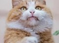 猫咪撞脸表情包走红,猫撞脸明星
