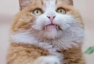 猫咪撞脸表情包走红,猫撞脸明星