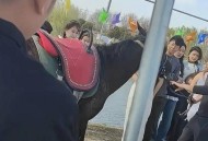 景区摸马肚子被狠咬,摸马马会咬人吗