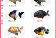 村民给鱼过55岁生日,55升水可以养几条金鱼? 村民给鱼过55岁生日,55升水可以养几条金鱼?