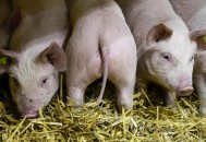 韩国1年6次非洲猪瘟,韩国1年6次非洲猪瘟事件