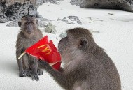 猩猩拿花盆砸游客,猩猩拿花盆砸游客视频