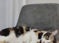 猫在偷听时很明显,猫在偷听时很明显的叫声