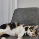 猫在偷听时很明显,猫在偷听时很明显的叫声