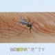 北方省出现白纹伊蚊,白纹伊蚊是从哪里来的？