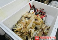 渔民被海鲜刺伤身亡,海陵岛码头有渔民卖海鲜的吗？
