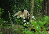 山西出现熊猫鸭,山西有大熊猫吗？