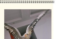 鹦鹉被顾客狗咬死 ,一只鹦鹉把另一只鹦鹉咬死怎么办？