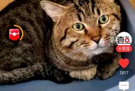 5年救助500多只猫,对自闭症儿童家庭的补助是不是全国都有？