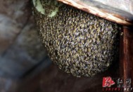 墙中挖出约野生蜂蜜,泰拉瑞亚蜂蜜墙怎么弄？